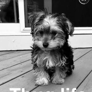 Meet your Posher, Johnluke